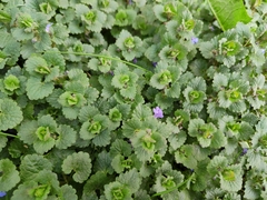 Glechoma hederacea