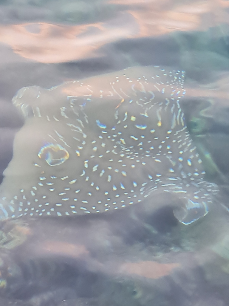 Ocellated Eagle Ray
