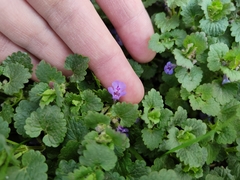 Glechoma hederacea