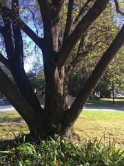 Phryganidia californica