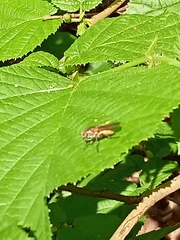 Brachycera