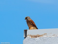 Falco tinnunculus dacotiae