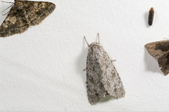 Acronicta hercules
