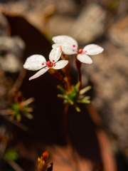 Stylidium repens