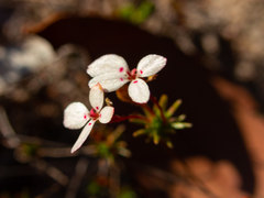 Stylidium repens