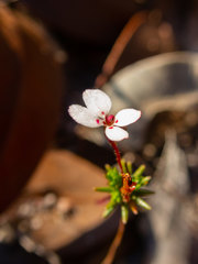 Stylidium repens