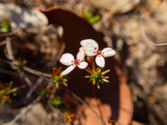 Stylidium repens