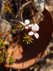 Stylidium repens