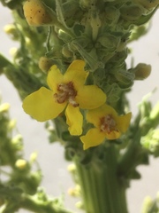 Verbascum speciosum