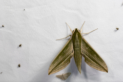 Cechetra subangustata