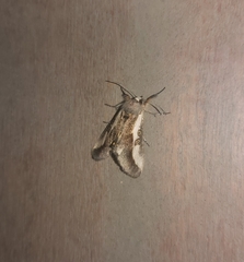 Euscirrhopterus poeyi