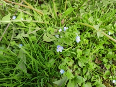 Veronica persica