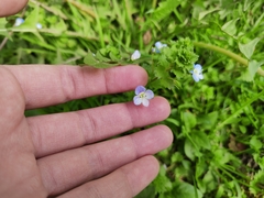 Veronica persica