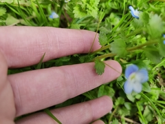 Veronica persica