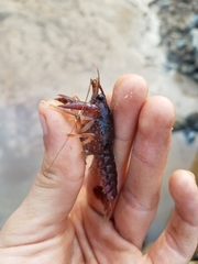 Procambarus seminolae