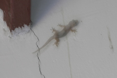 Hemidactylus mabouia