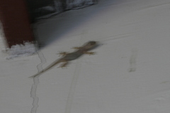 Hemidactylus mabouia