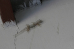 Hemidactylus mabouia