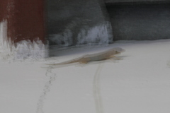 Hemidactylus mabouia