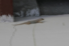 Hemidactylus mabouia