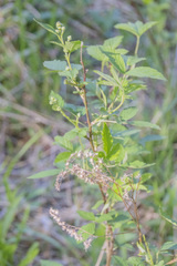 Rubus sachalinensis