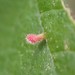 Plum Finger Gall Mite - Photo (c) giantcicada, some rights reserved (CC BY), uploaded by giantcicada