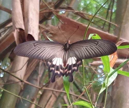 Common Rose Swallowtail
