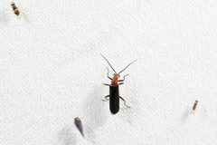 Fissocantharis