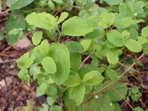 Douglas's Spiraea foliage