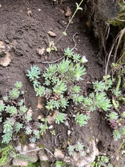 Sedum hispanicum