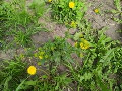 Barbarea vulgaris