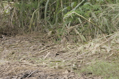 Euplectes hordeaceus