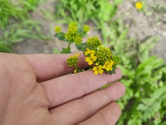 Barbarea vulgaris