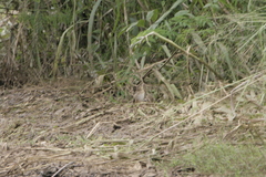 Euplectes hordeaceus