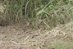 Euplectes hordeaceus