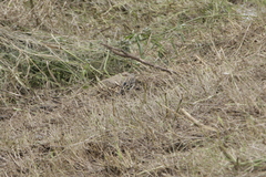 Euplectes hordeaceus