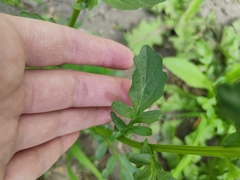 Barbarea vulgaris