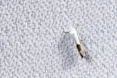 Lyonetia bakuchia