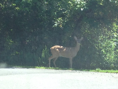 Odocoileus virginianus virginianus