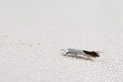 Lyonetia bakuchia