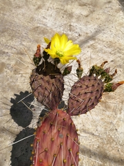 Opuntia decumbens