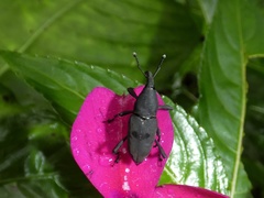 Rhodobaenus nawradii