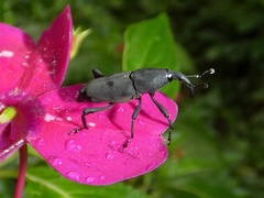 Rhodobaenus nawradii