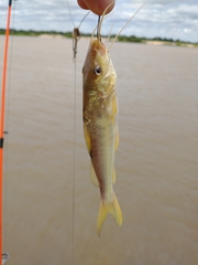 Pimelodus maculatus