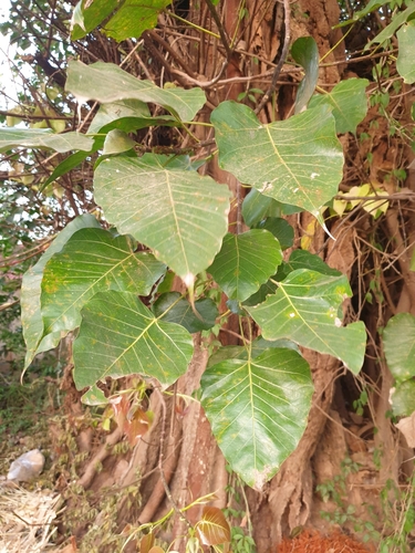 Sacred fig