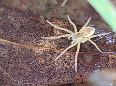 Dolomedes triton