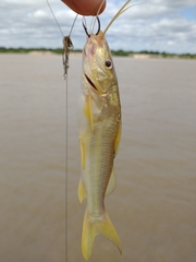 Pimelodus maculatus