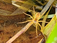 Dolomedes triton