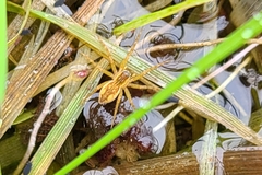 Dolomedes triton