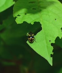 Gallerucida bifasciata
